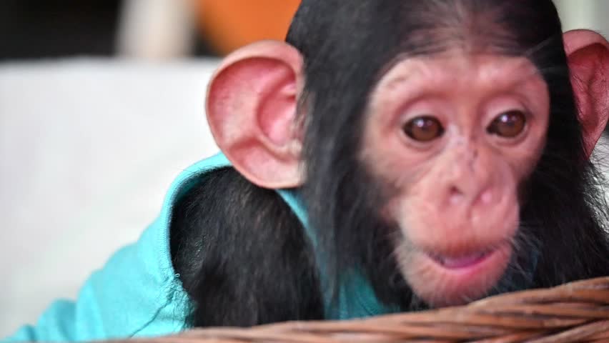 Close up baby chimpanzee ape playing in a wood basket.