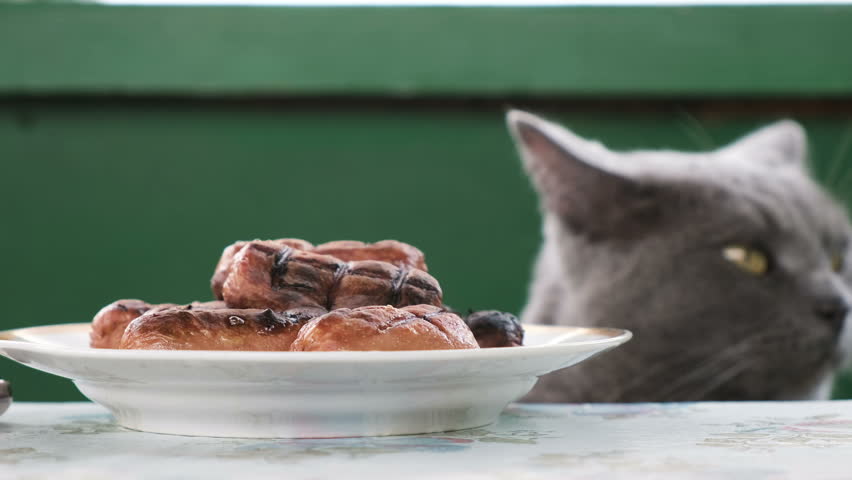 British cat looks at a plate of fried sausages on the table, wants to steal.