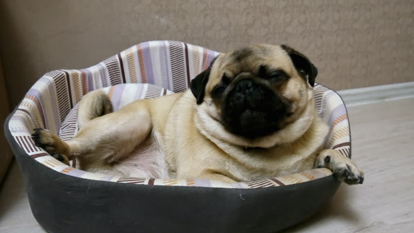 pug bed