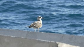 Ungraded: Seagull sits on the breakwater, then flaps its wings and flies away. Blue waves of the Atlantic remain in the frame. Ungraded H.264 from camera without re-encoding.