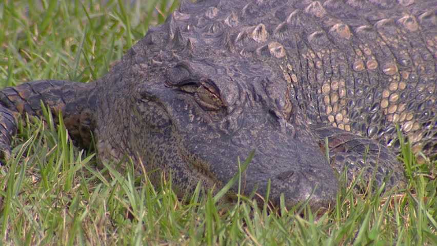 Gator Yawn - Closeup of an alligator