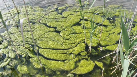 algae on surface water next to river reeds pollution mucilage