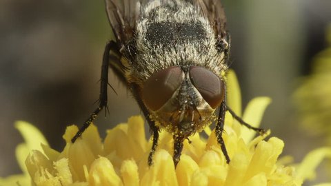 Macro shot of a Muscidae fly collecting nectar on a spring flower primrose Coltsfoot.