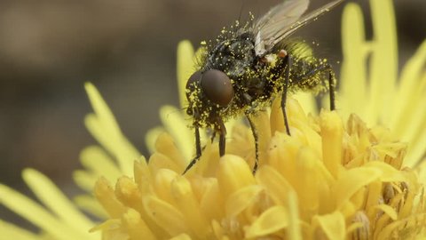 Fly collects nectar on the flower of the primrose Coltsfoot.