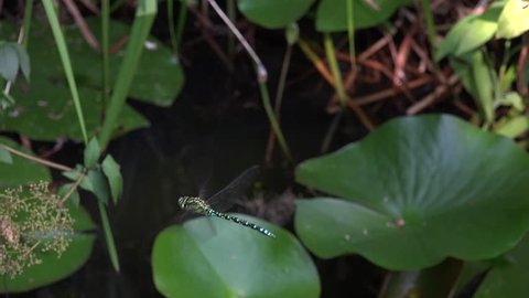 DRAGONFLY,Aeshna cyanea,Southern hawker,on the hunt for flying insects,
blue hawker is a species of hawker dragonfly in Europe,in flight at the garden pond,
