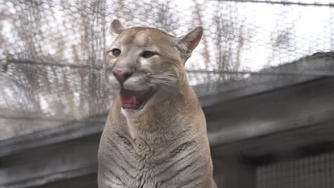  Big wild predatory cat puma, cougar,
