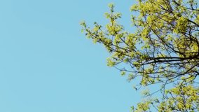 Beautiful young first foliage at trees outdoors isolated on sunny blue sky background. Real time full hd video footage.