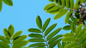 Video as a background with leaves of mountain ash against a blue sky. A symbol of, for example, clean air.