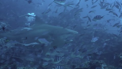 Close-up gray bull shark eats fish near divers underwater ocean of Tonga. Divers feed school of sharks Carcharhinus leucas in underwater marine wildlife of Pacific Ocean.