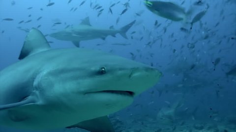 Gray bull shark eats from hands of the diver underwater ocean of Tonga. Feeding sharks Carcharhinus leucas in underwater marine wildlife of Pacific Ocean.