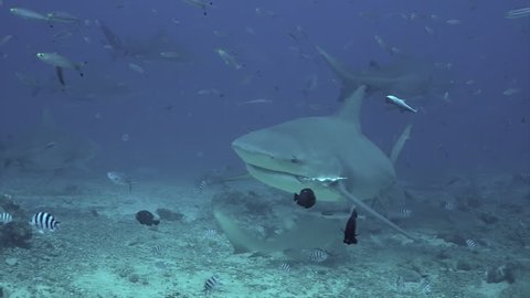 Close-up gray bull shark underwater ocean of Tonga. School of sharks Carcharhinus leucas in underwater marine wildlife of Pacific Ocean.