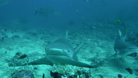 Gray bull shark eats from hands with diver underwater ocean of Tonga. Pack of sharks Carcharhinus leucas with divers in underwater marine wildlife of Pacific Ocean.