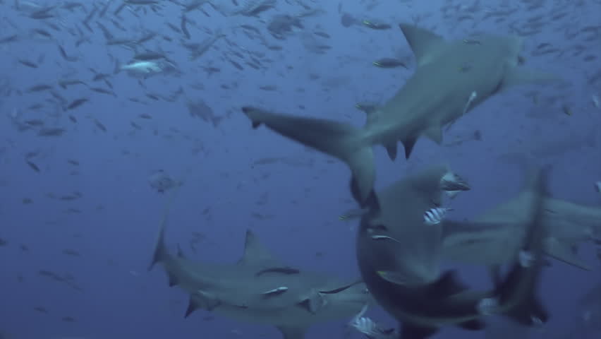 BULL-SHARK-SWIMMING Footage, Videos and Clips in HD and 4K - Avopix.com