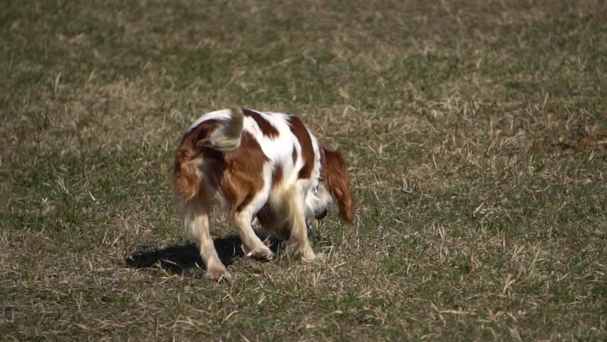 King Charles Spaniel, slow motion