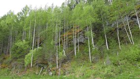 Glitch effect. Birch trees on the rocks, the river Serga, Urals, Russia
