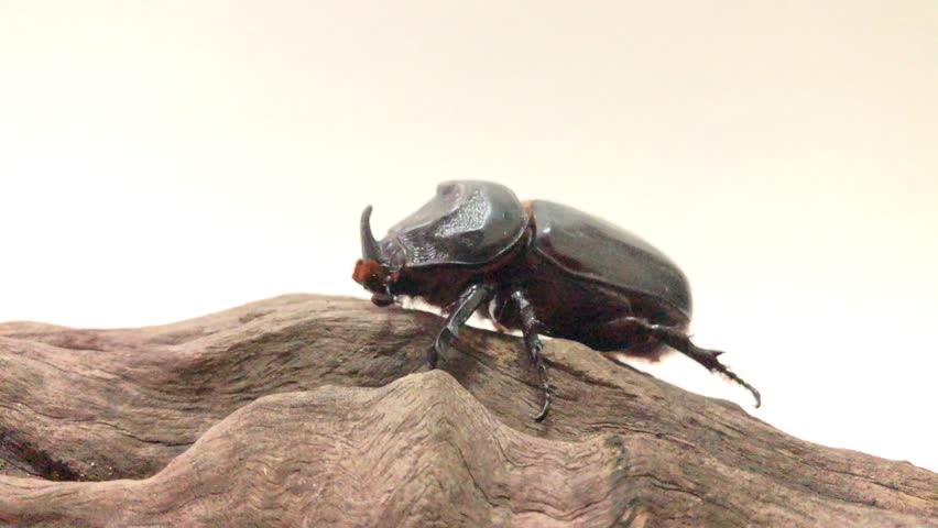 Coconut rhinoceros beetle on tree stumps over white background. Indian rhinoceros beetle, or Asian rhinoceros beetle, or Oryctes rhinoceros. 
It is a very dangerous insect pest of palm and coconut.