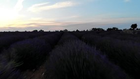 Birds eye view of beautiful scenery of rural environment with blooming agriculture lavender fields and sunset at evening dusk