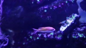 Beautiful colored fish in the water. Underwater world. Fish in the aquarium. Underwater shooting
