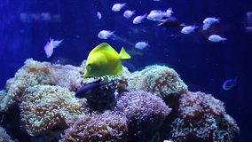 Beautiful colored fish in the water. Underwater world. Fish in the aquarium. Underwater shooting
