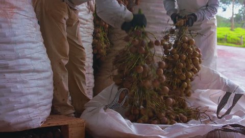 Wear house workers shaking, clearing coyol palm branches, harvesting fruit in a bag