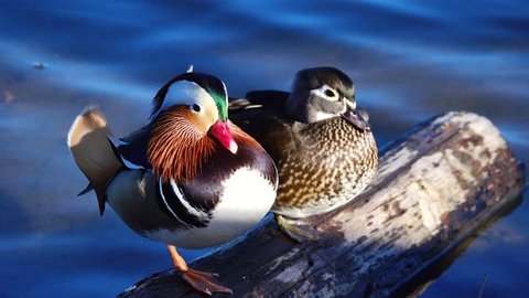 male mandarin duck and female wood duck.no one knows the male mandarin duck from that should  live on Asia,it is staying at Burnaby lake ,BC Canada,and it is falling in love with a female wood duck 