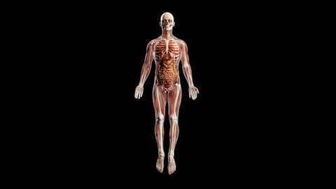 Human body X-Ray Muscle Map Turntable Adult for Your Projects Related to Health, Medicine, Therapy, Surgery, Psychology, Life, Energy, etc Included Rendered Loopable Clips 4K with Alpha Matte