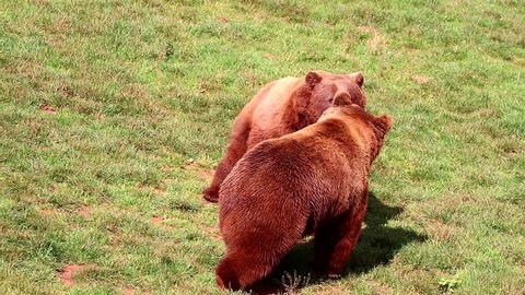 Bears fighting in Natural Park