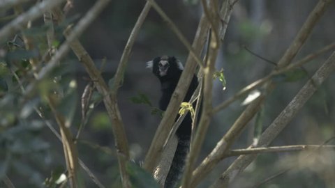 Marmoset monkey in the wild, looking around and jumping out of scene in São Paulo , Brazil. The black-tufted marmoset (callithrix penicillata) lives primarily in the Brazilian tropical forests.