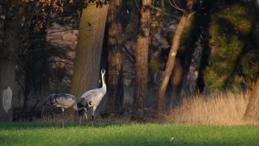 Common Cranes or Eurasian Cranes (Grus Grus) birds resting and feeding in a field during migration