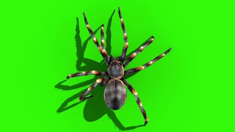 Tarantula Spider Walkcycle Green Screen Loop Top 3D Rendering Animation