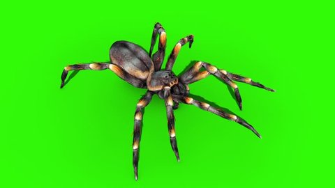 Tarantula Spider Walkcycle Green Screen Loop 3D Rendering Animation