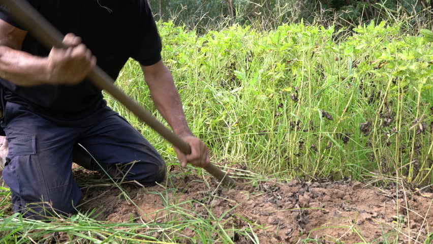 Farmer harvest peanut in the field. | Shutterstock HD Video #1026923717