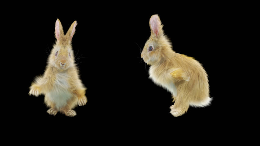 Rabbit Cg Fur 3d Rendering Stock Footage Video (100% Royalty-free ...