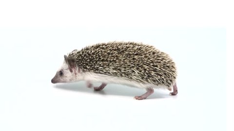 Hedgehog slowly walks across a white screen from right to left