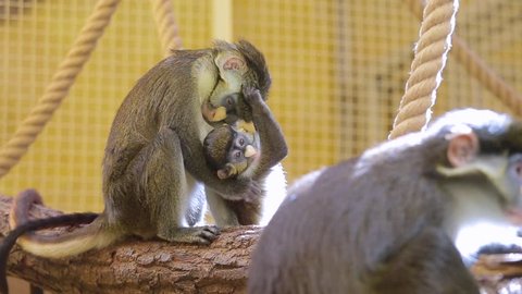 Cute monkey family portrait of father, mother and little child. Happy playful monkey baby playing with its mom. Real time full hd video footage.