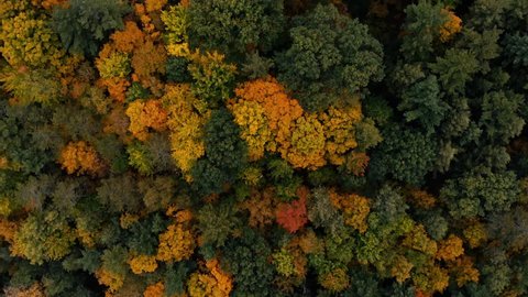 Drone flight over fall forest in Canada. Autumn leaves and trees. Orange, Red, Yellow and Green beautiful scene.