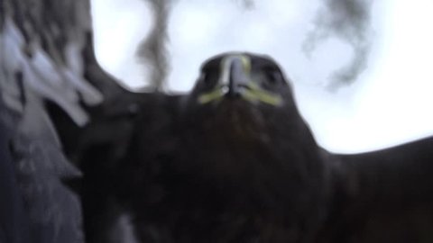 Eagle, hawk close up on face with wide wings and feathers in slow motion starting to fly