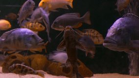 Ungraded: Catfish and other large fish swim in the aquarium. Ungraded H.264 from camera without re-encoding.