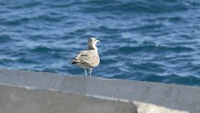 Ungraded: A seagull stands on a breakwater off the coast of the Atlantic Ocean, blown by the wind from the sea. Ungraded H.264 from camera without re-encoding.