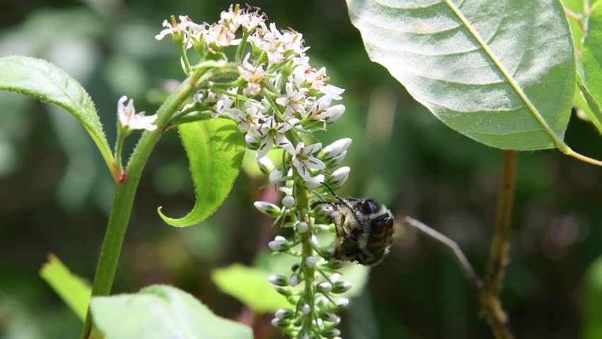 Mating female flower chafer(Trichius succinctus) eating pollen of Gooseneck loosestrife(Lysimachia clethroides)