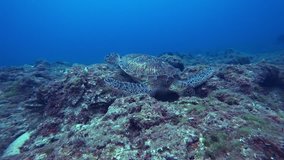 Green sea turtle feeding underwater, 4k UHD video footage