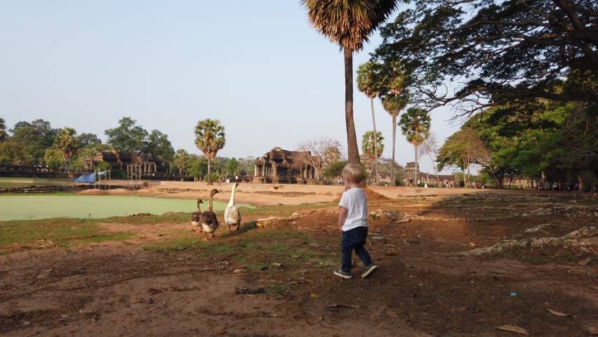 a blond-haired two-year-old boy walks behind geese, near the lake in the temple complex of Angkor Wat in Cambodia. ,