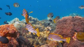 Colorful reef and swimming fish (Oriental sweetlips, Plectorhinchus vittatus) and Butterflyfish (Chaetodontidae). Underwater video from snorkeling on the coral reef. Tropical marine wildlife. 