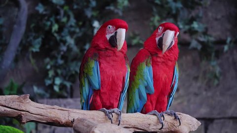 A pair of red and blue macaw parrots. repeat each other's movements