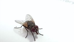 Fly on white background,Selective focus close up fly on white background,4K resolution video.