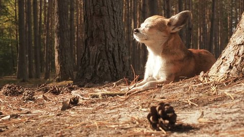 Little cute chihuahua dog lying on nature and enjoying the spring sun. Chiwawa dog lying on the forest substrate of pine needles. Dog lies and rests on a path in the woods in the summer under the sun