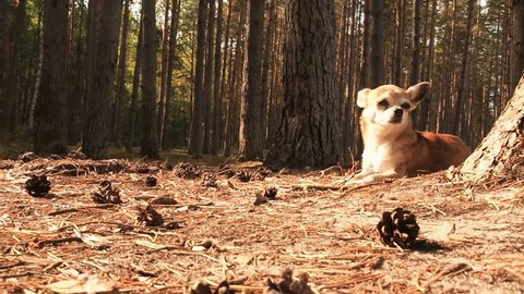 The camera moving towards the little cute chihuahua dog, who lying on nature and enjoying the spring sun. Chiwawa dog lying on the forest substrate of pine needles. Dog lies and rests on a path in the