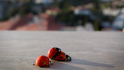 Mating lady bugs in city environment in Costa del Sol