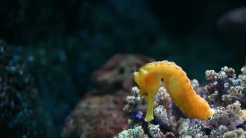 Seahorse Amidst Corals In Aquarium Stock Footage Video 100 Royalty Free 1030119074 Shutterstock