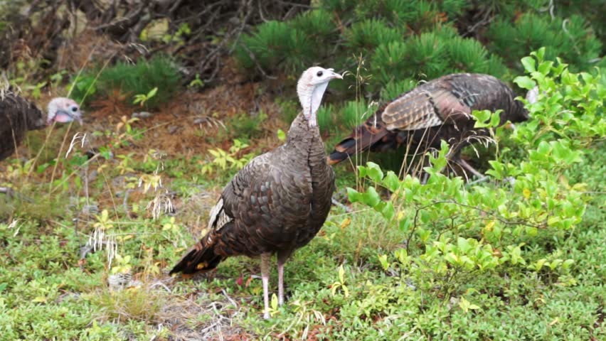 Wild turkey hens in the dunes and woods at Race Point, Cape Cod, Massachusetts, United states